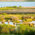 « Une décadence écologique en pleine mer de marais »